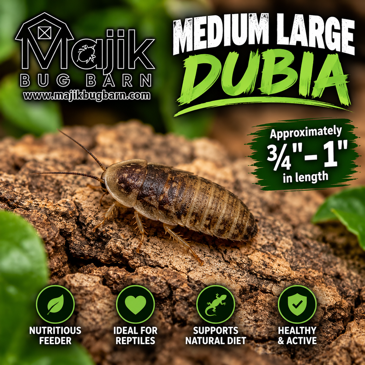 Medium/Large Dubia