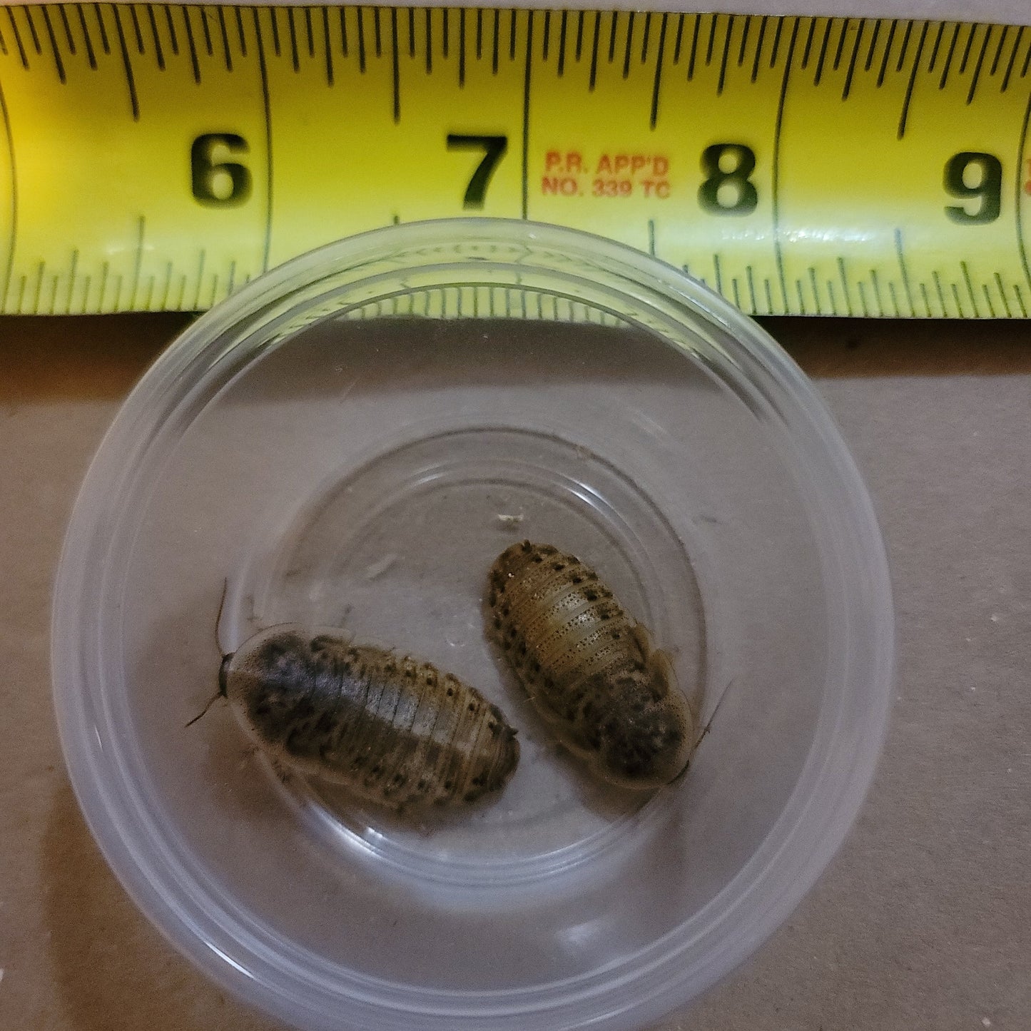 Large Dubia