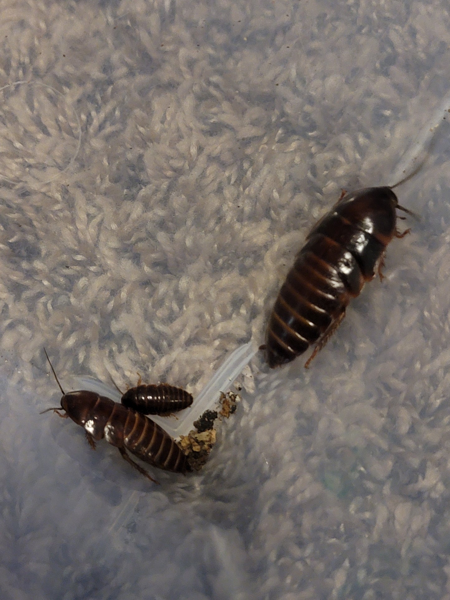 Large/XL Orange Head Roach