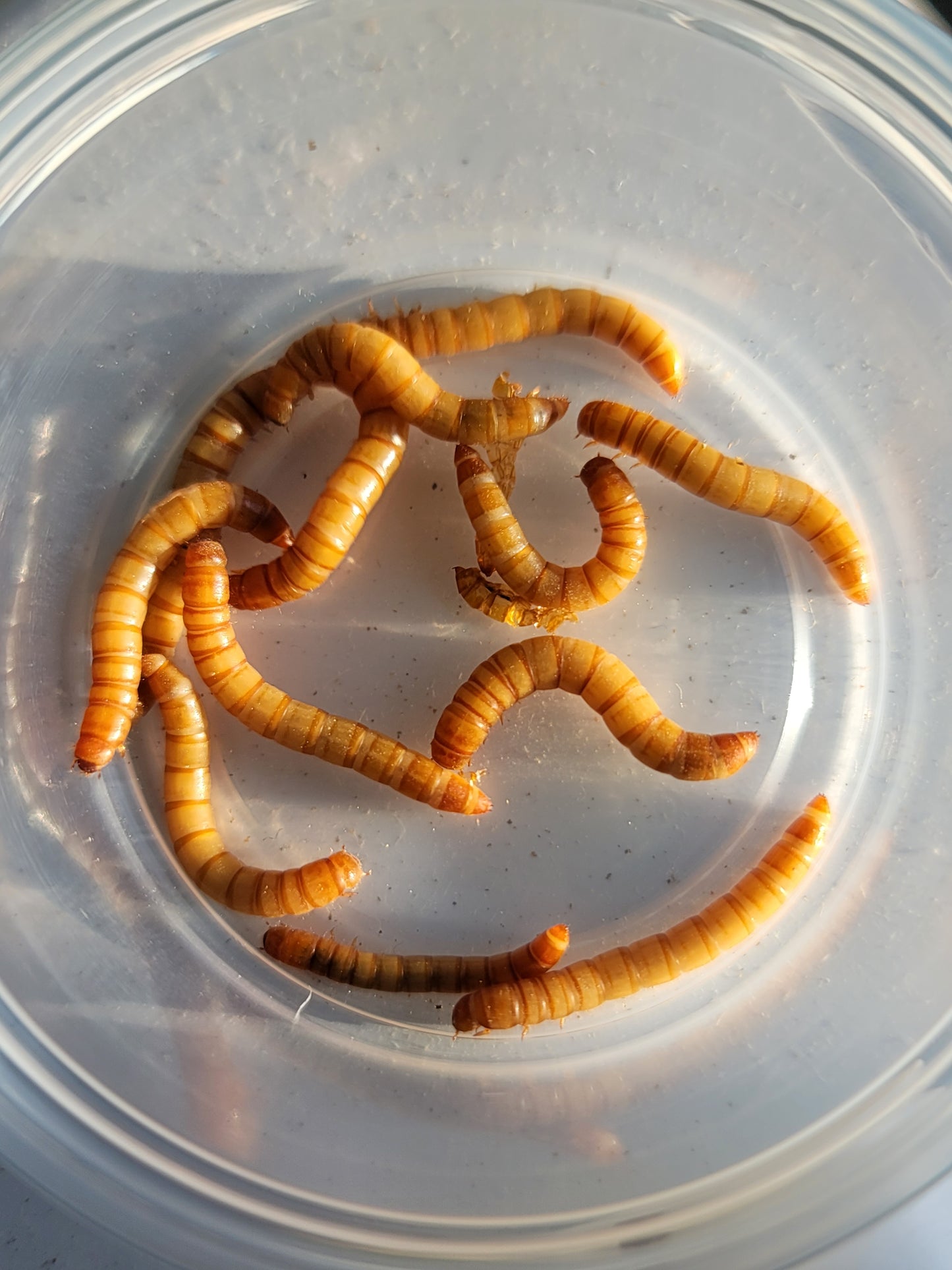 Mealworms