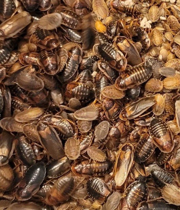 Freshly Molted Female Dubia Starter Colony
