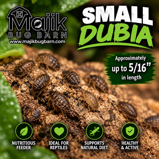 Small Dubia