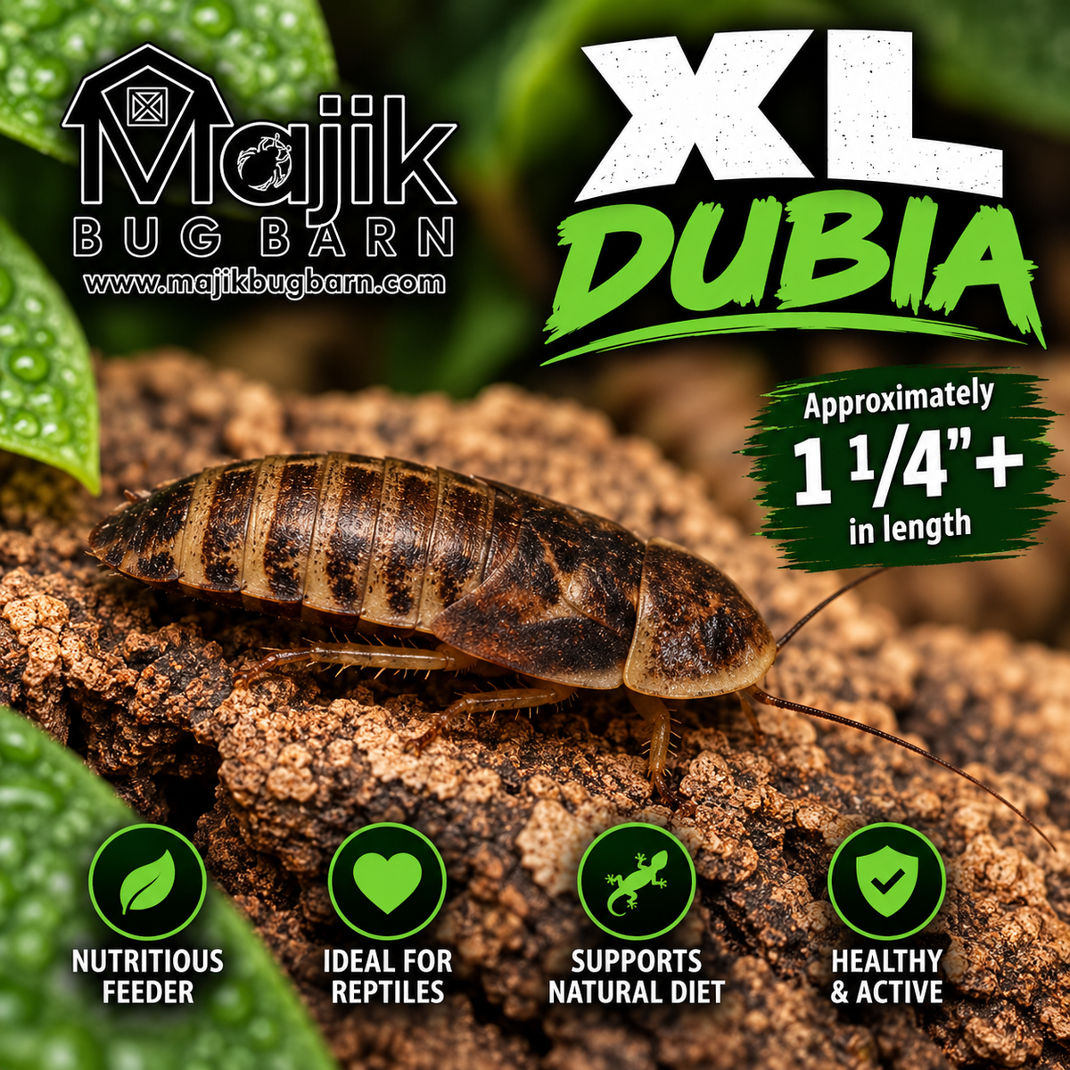 XL Dubia