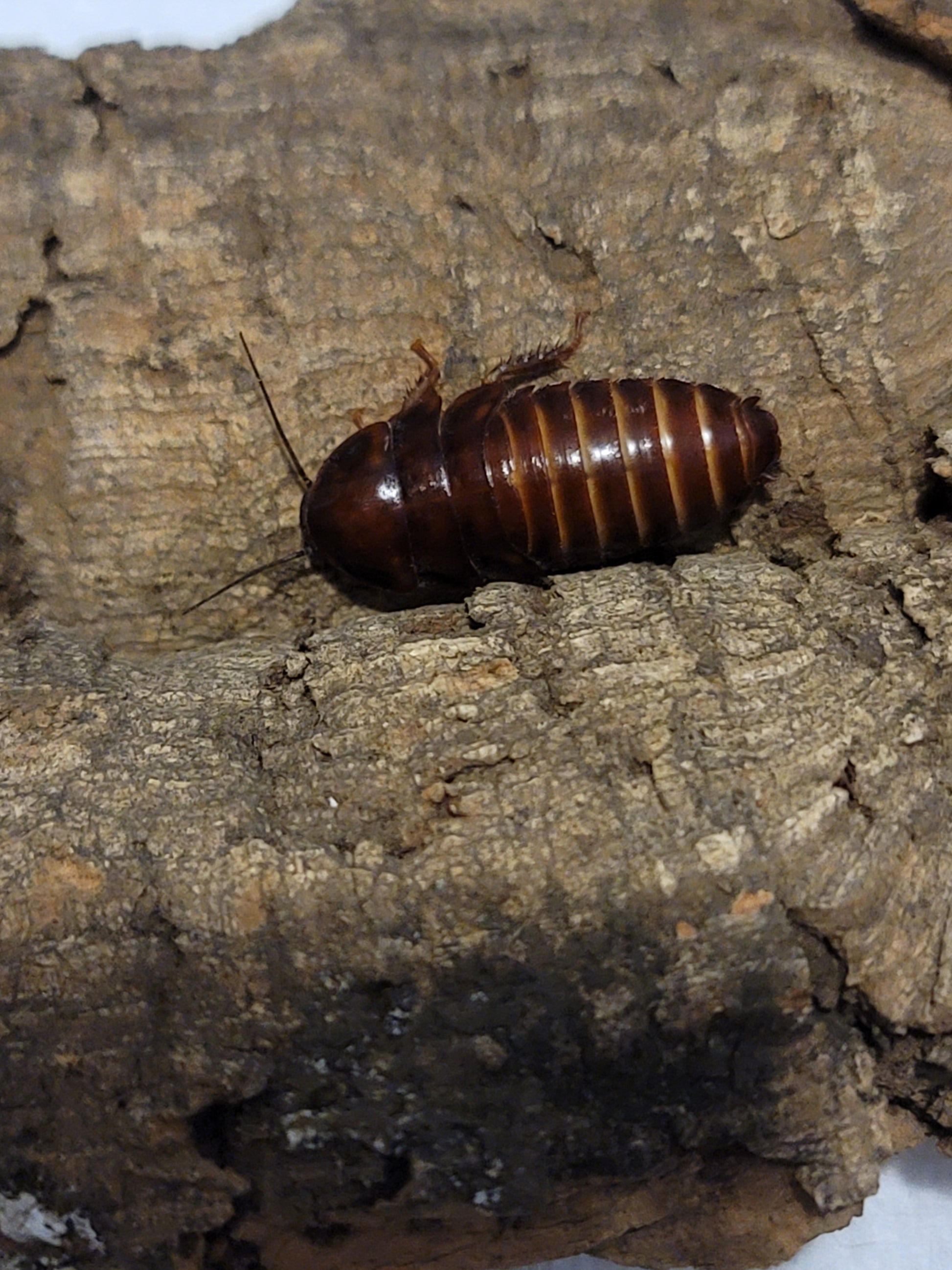 cockroach pupa